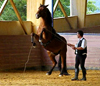 Equitation classique à la française